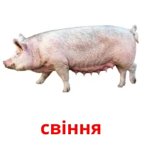 свіння picture flashcards