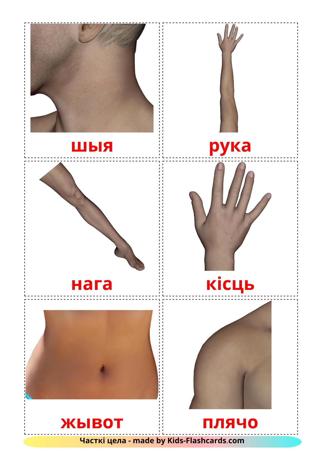Body Parts - 26 Free Printable belarusian Flashcards 