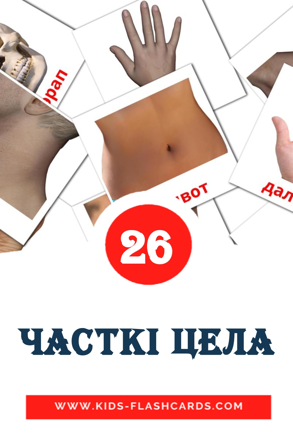 26 cartes illustrées de Часткі цела pour la maternelle en biélorusse