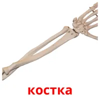 костка Bildkarteikarten