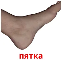 пятка Bildkarteikarten