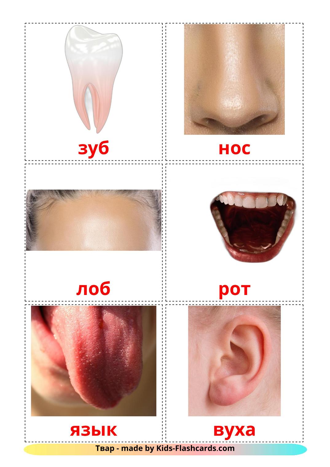 Face - 20 Free Printable belarusian Flashcards 
