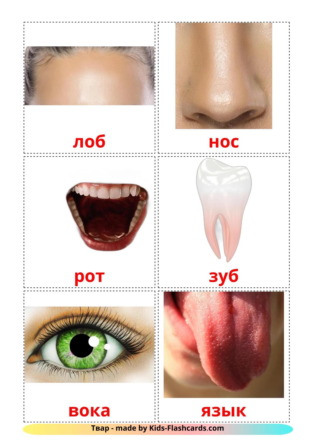 Parties du Visage - 20 Flashcards biélorusse imprimables gratuitement