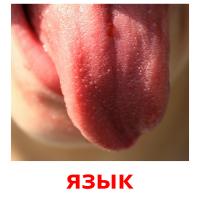 язык picture flashcards