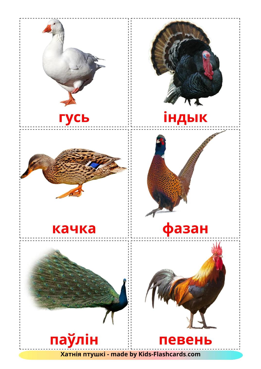 Bauernhof Vögel - 12 kostenlose, druckbare Weißrussisch Flashcards 