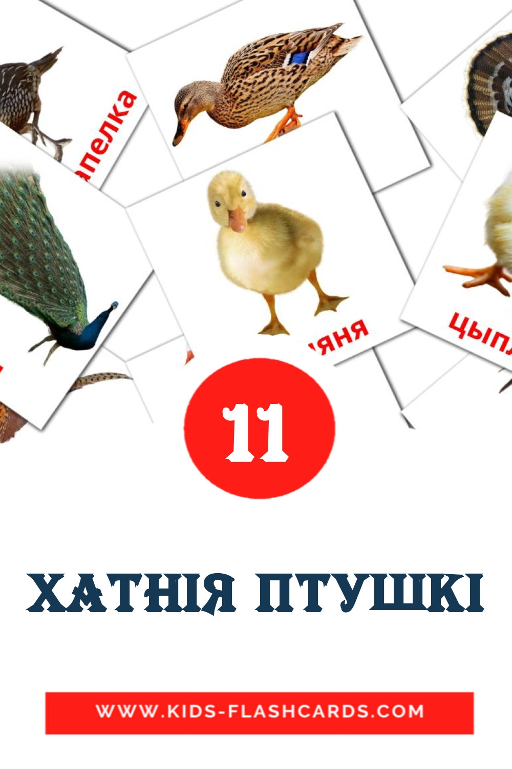 11 tarjetas didacticas de Хатнія птушкі para el jardín de infancia en bielorruso