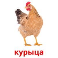 курыца карточки энциклопедических знаний