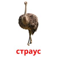 страус карточки энциклопедических знаний