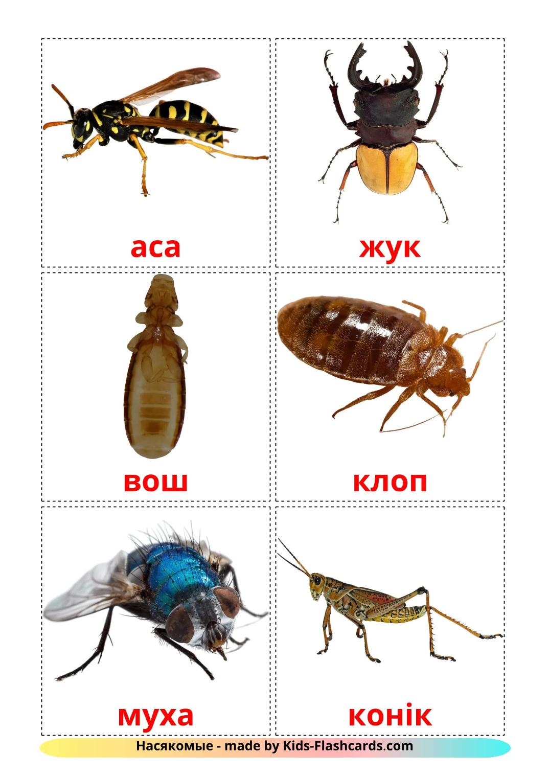 Insekt - 24 kostenlose, druckbare Weißrussisch Flashcards 