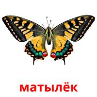 матылёк picture flashcards