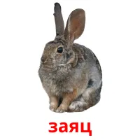 заяц picture flashcards