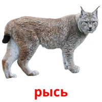 рысь picture flashcards