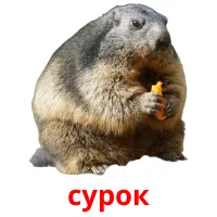 сурок picture flashcards