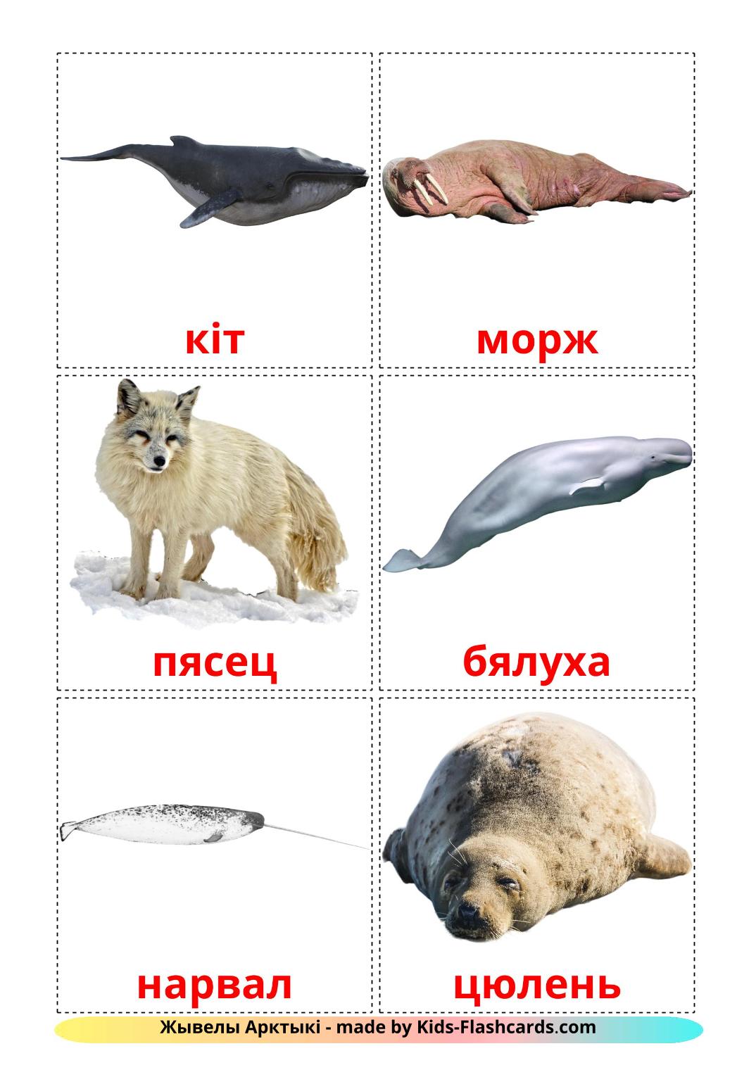 Animali artici - 14 flashcards bielorusso stampabili gratuitamente