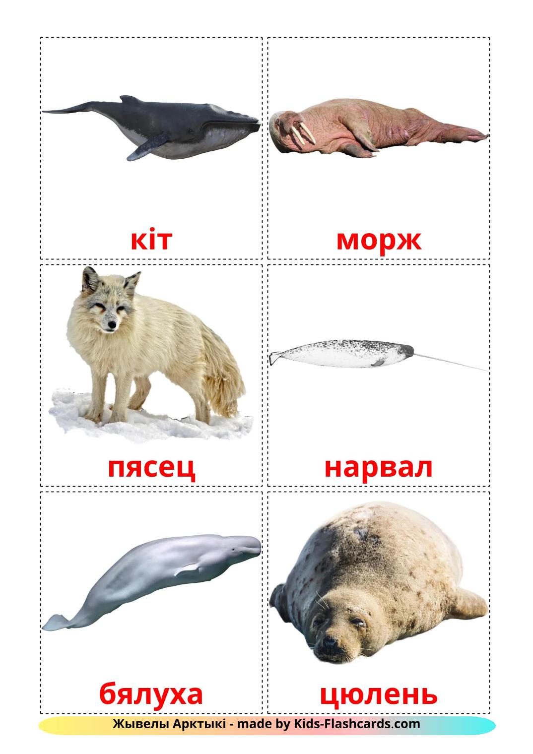 Tiere in der arktis - 15 kostenlose, druckbare Weißrussisch Flashcards 