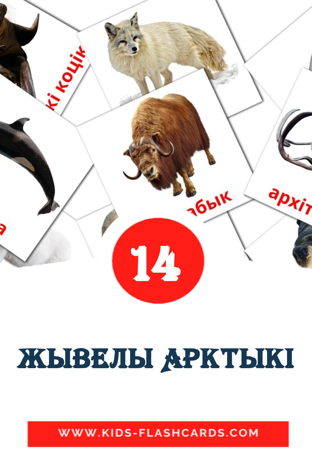 14 tarjetas didacticas de Жывелы Арктыкi para el jardín de infancia en bielorruso