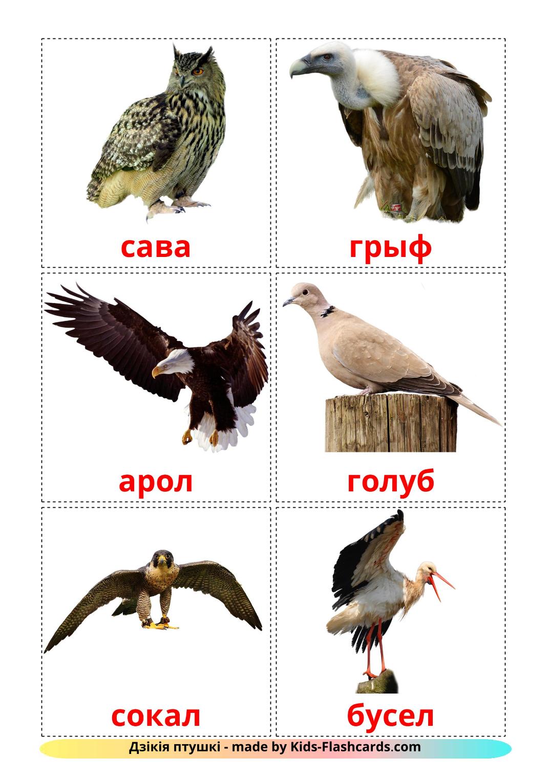 Wild birds - 18 Free Printable belarusian Flashcards 