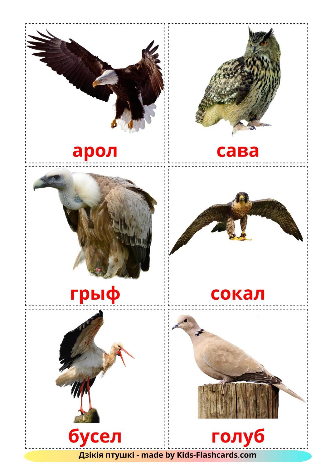 Wildvögel - 19 kostenlose, druckbare Weißrussisch Flashcards 