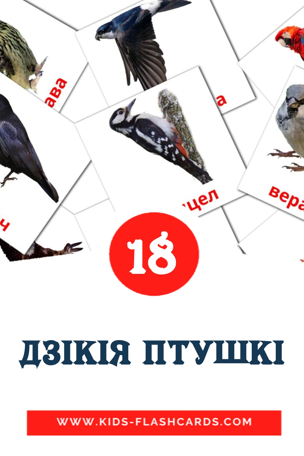 18 Дзікія птушкі Picture Cards for Kindergarden in belarusian