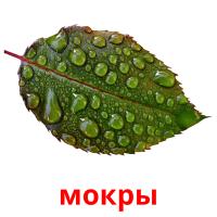 мокры picture flashcards
