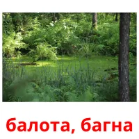 балота, багна flashcards illustrate
