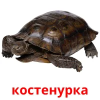 костенурка picture flashcards