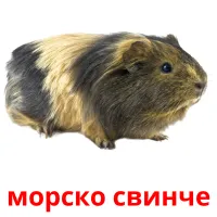 морско свинче picture flashcards