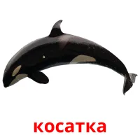 косатка picture flashcards