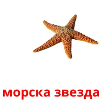 морска звезда picture flashcards