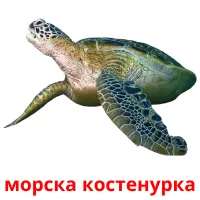 морска костенурка picture flashcards