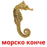 морско конче picture flashcards