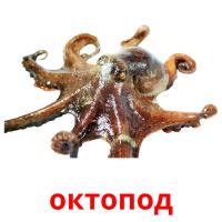 октопод card for translate