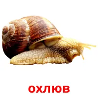 охлюв picture flashcards