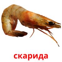 скарида picture flashcards