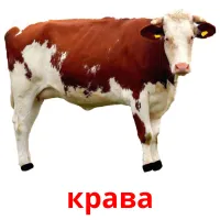 крава picture flashcards