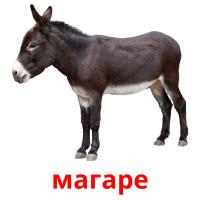 магаре card for translate