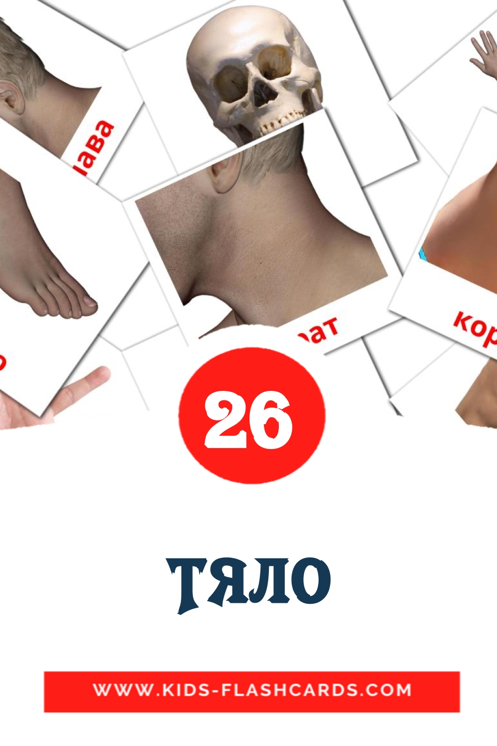 26 cartes illustrées de Тяло pour la maternelle en bulgare