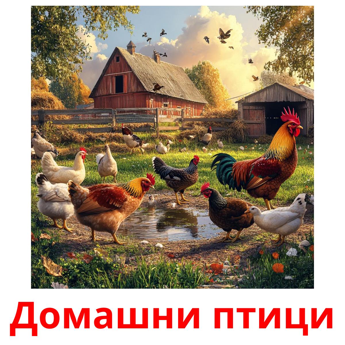 Домашни птици picture flashcards