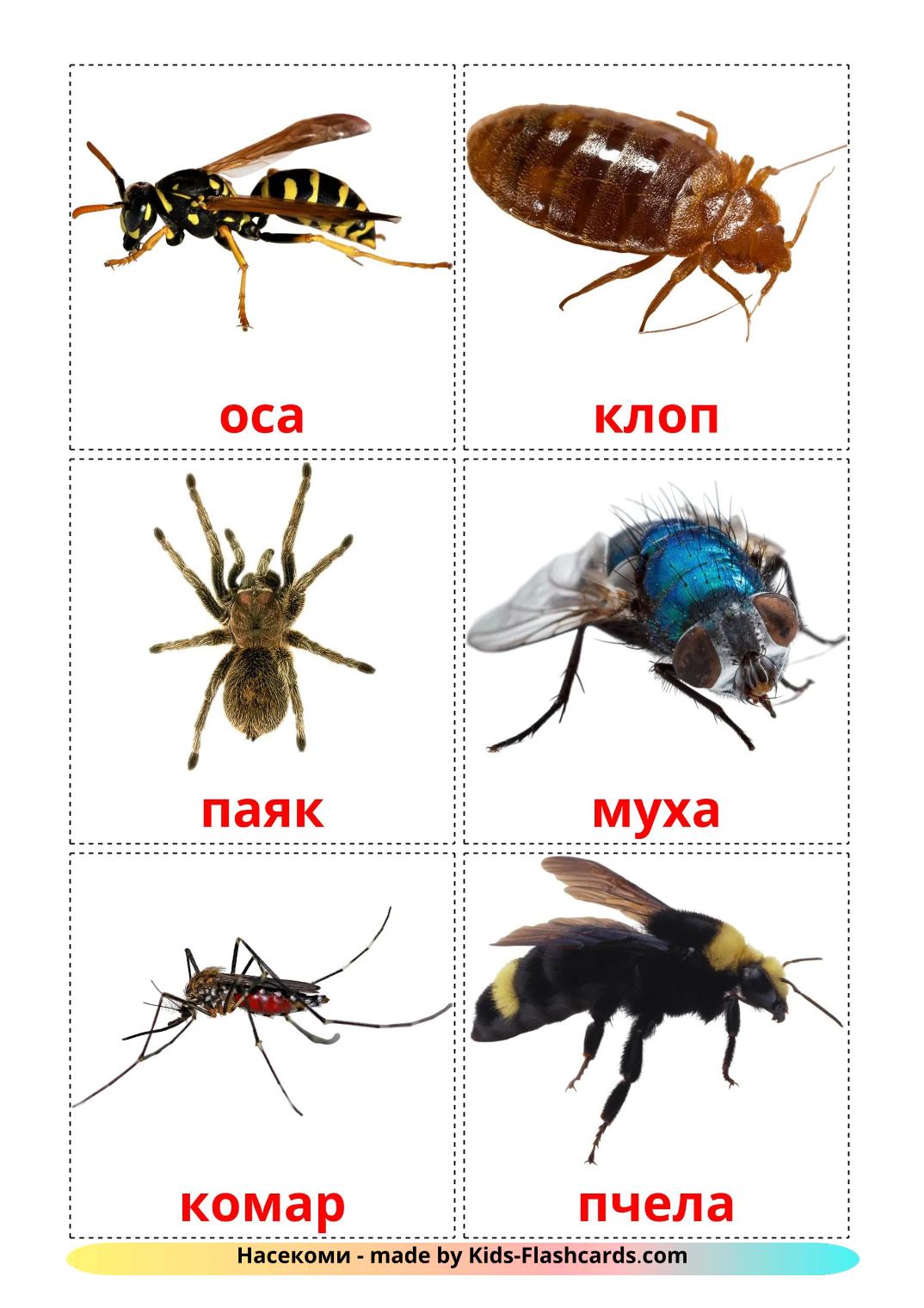 Insects - 24 Free Printable bulgarian Flashcards 