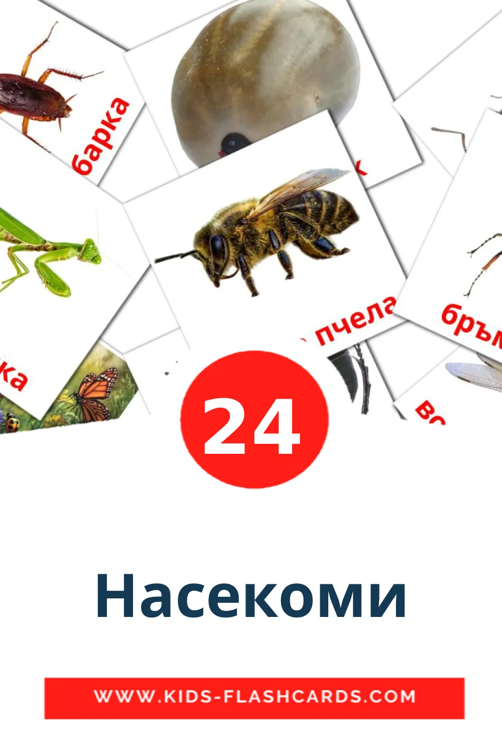 24 Насекоми Picture Cards for Kindergarden in bulgarian