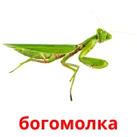 богомолка picture flashcards