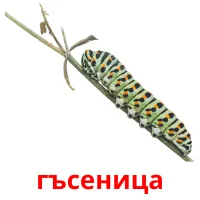 гъсеница picture flashcards