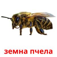 земна пчела picture flashcards
