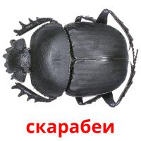 скарабеи picture flashcards