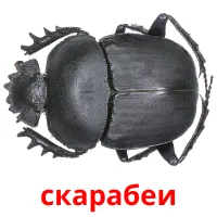 скарабеи picture flashcards