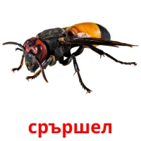 срършел picture flashcards