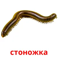 стоножка picture flashcards