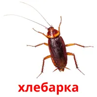 хлебарка picture flashcards