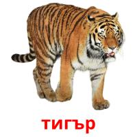 тигър card for translate