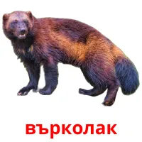 върколак picture flashcards